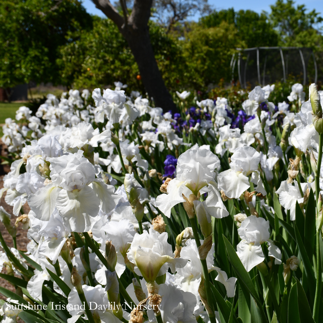 NO ID WHITE - Tall Bearded Iris