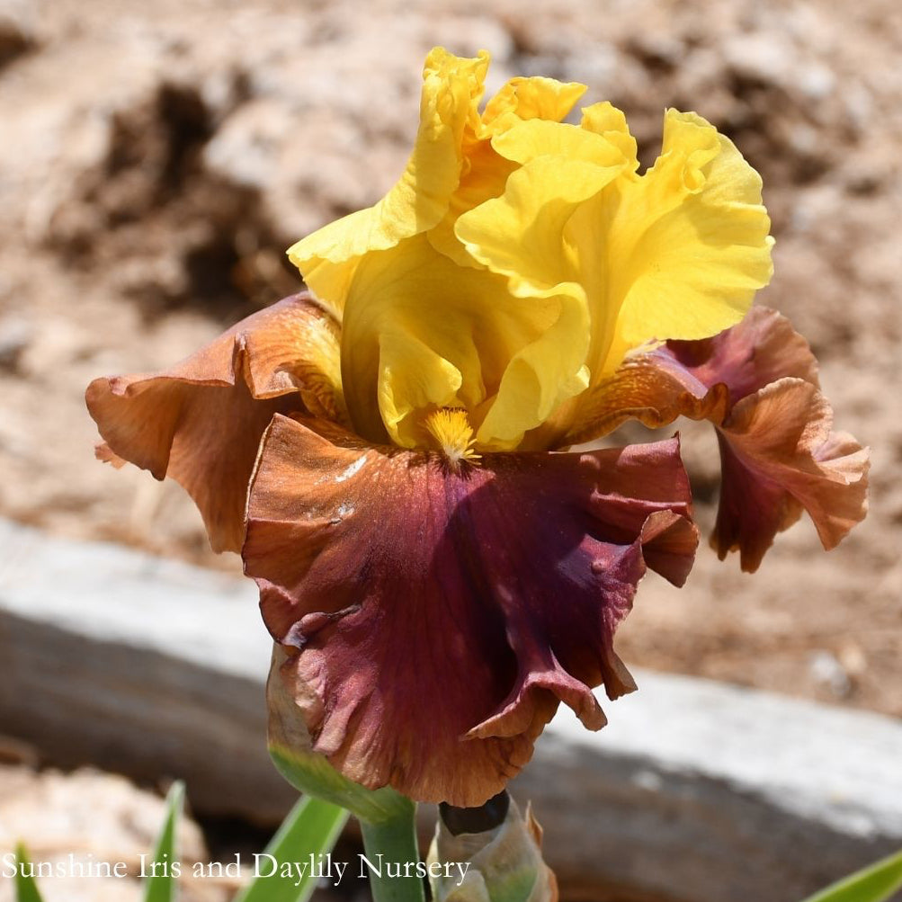 Arabian Story - Tall Bearded Iris