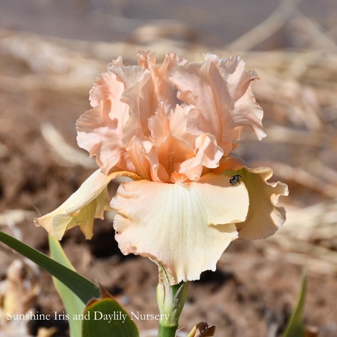 Ribands - Tall Bearded Iris