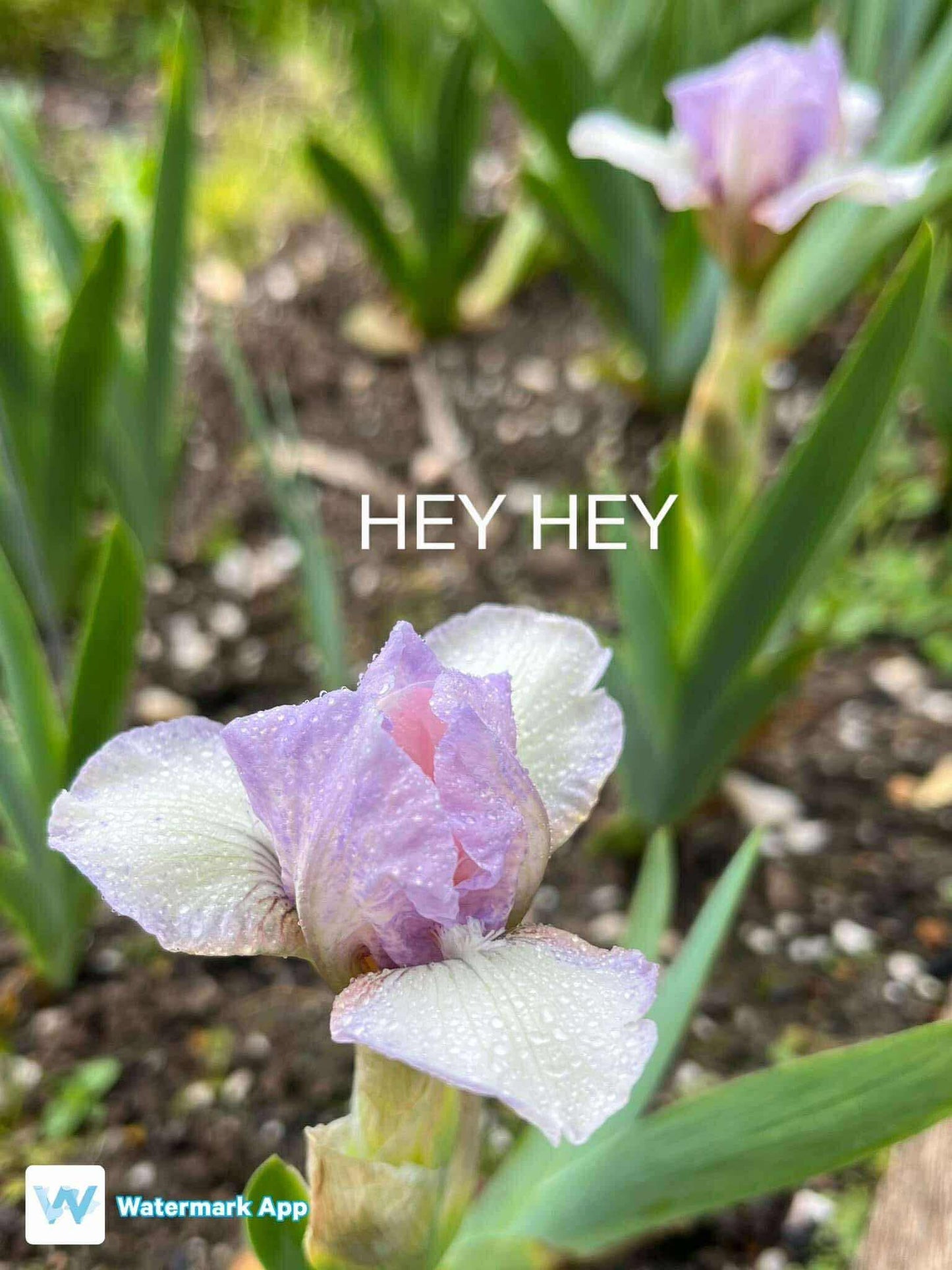 Hey Hey - Dwarf Bearded Iris