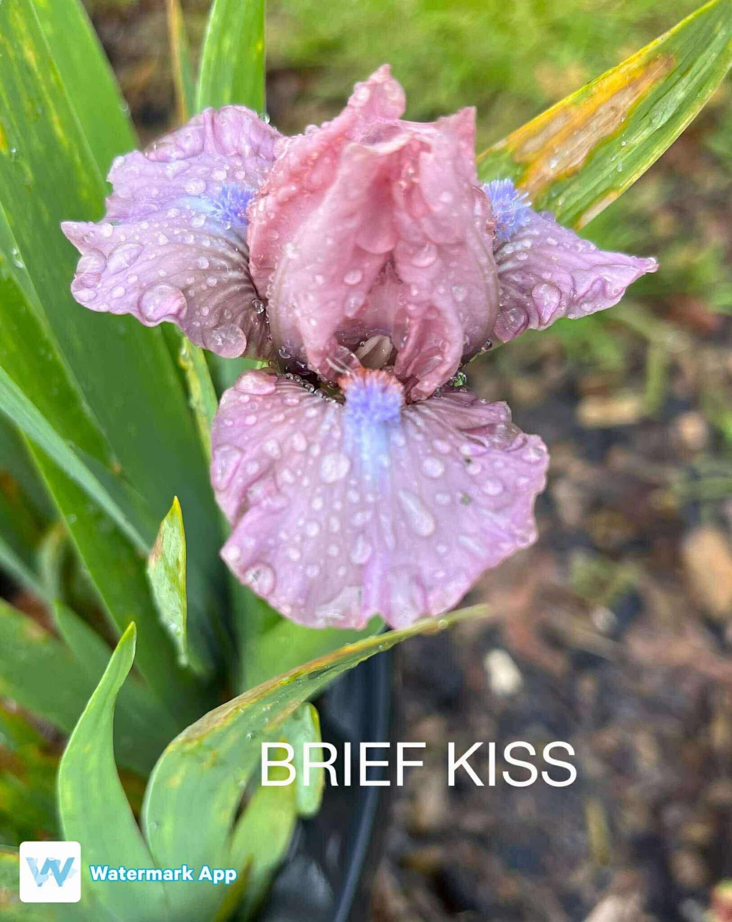 Brief Kiss - Dwarf Bearded Iris
Regular