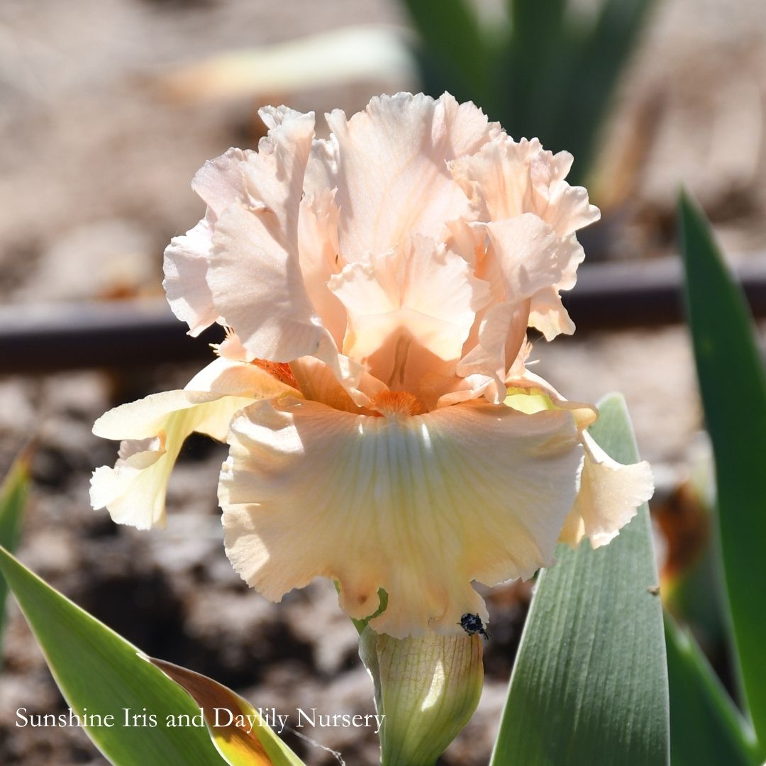 Ribands - Tall Bearded Iris
