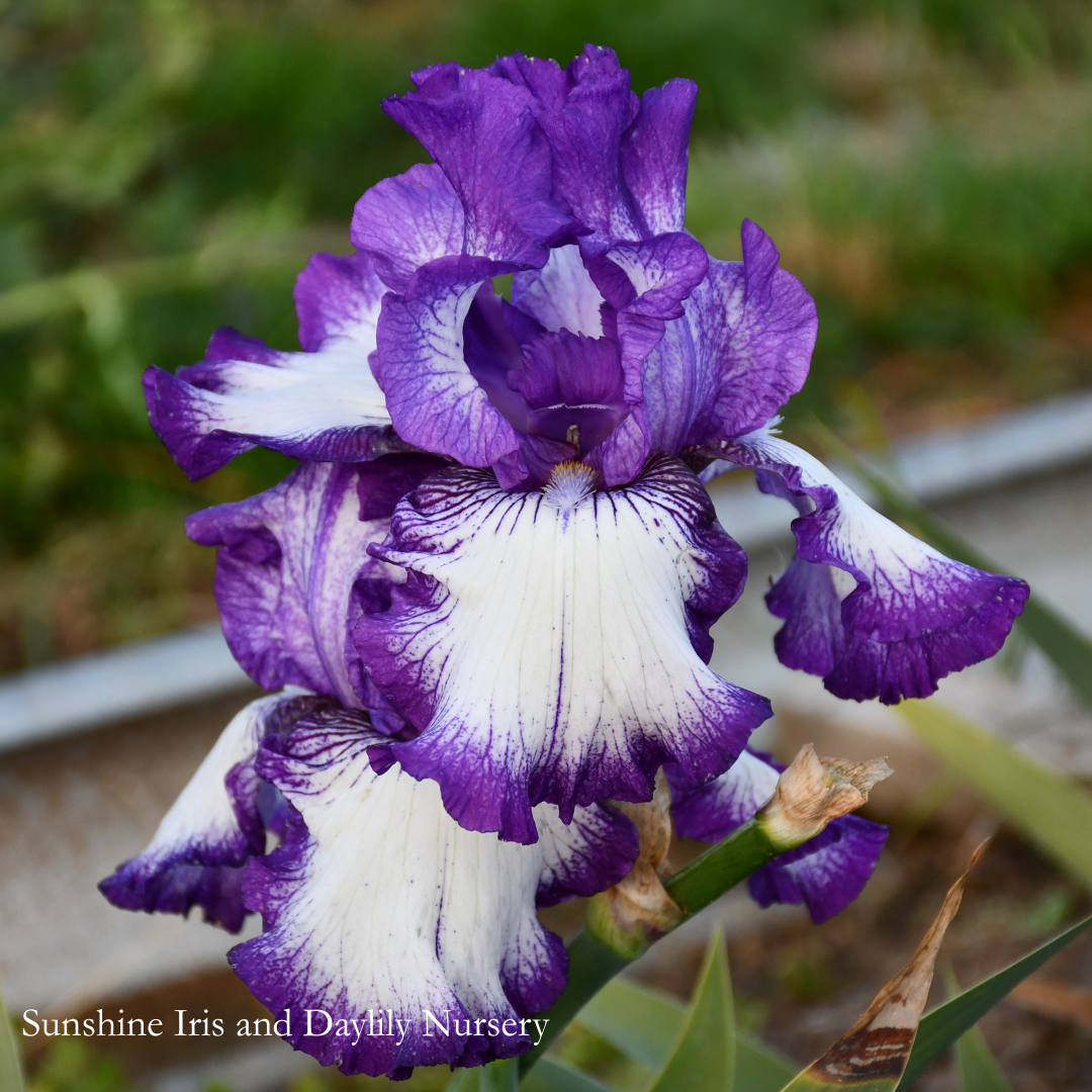 Bountiful Harvest - Tall Bearded Iris