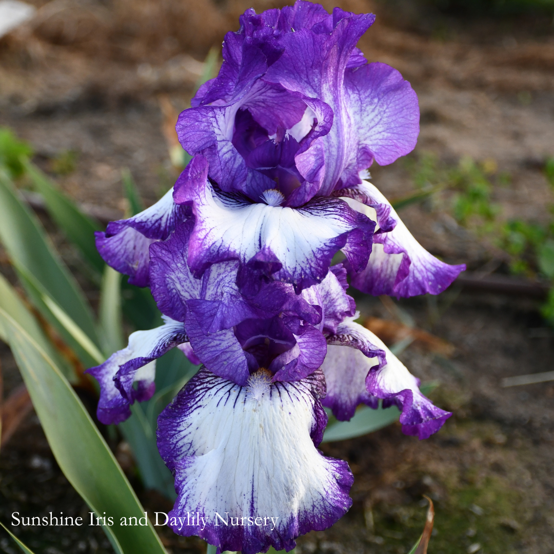 Bountiful Harvest - Tall Bearded Iris