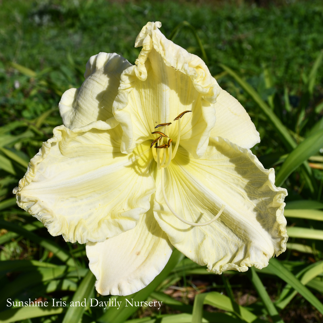 Tuscawilla Snowdrift - Large Daylily