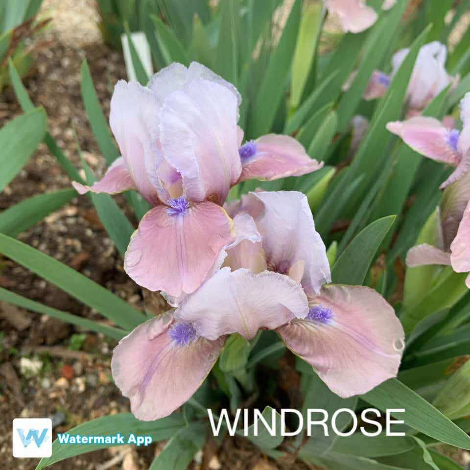 Windrose- Dwarf Bearded Iris