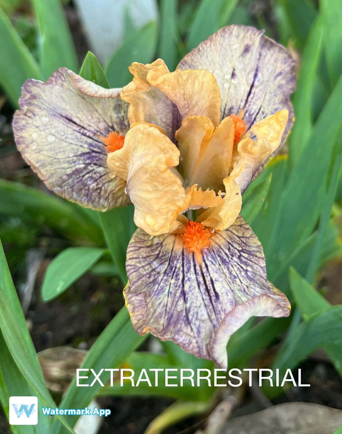 Extraterrestrial - Dwarf Bearded Iris