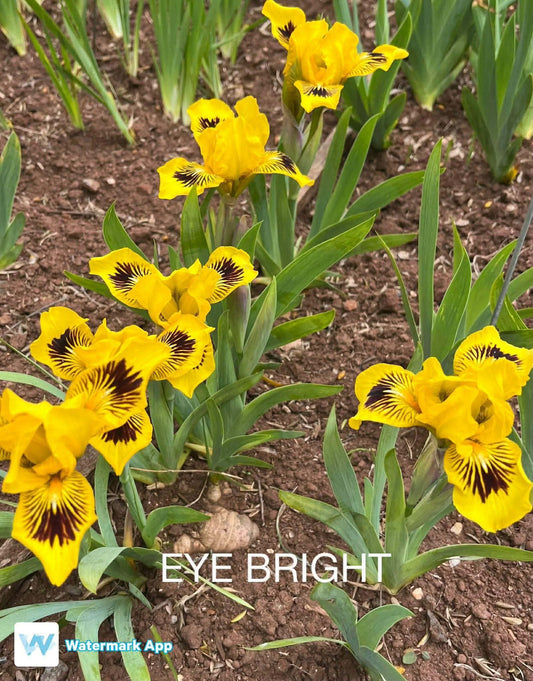 Eye Bright - Dwarf Bearded Iris