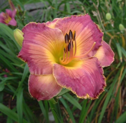 All American Magic - Large Daylily