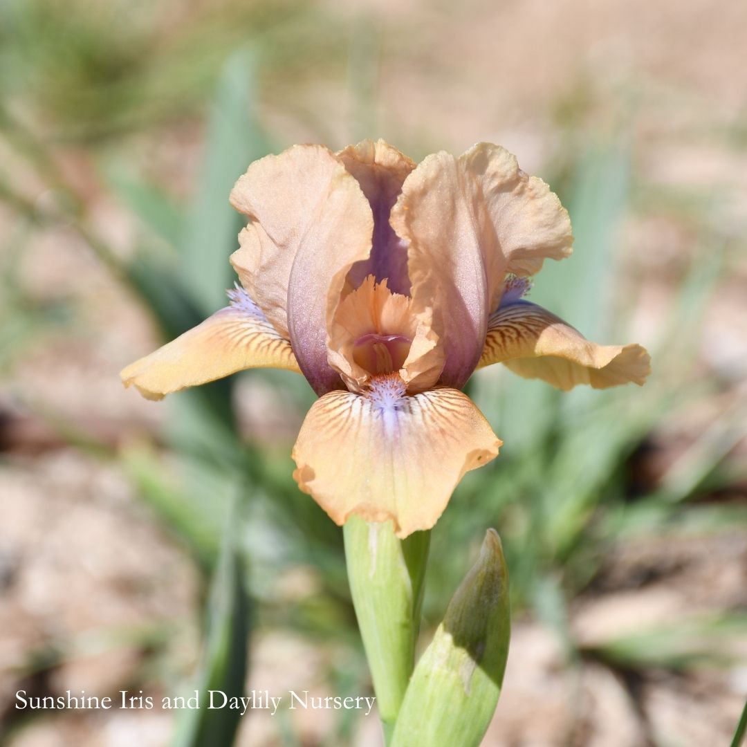 Oladi - Dwarf Bearded Iris