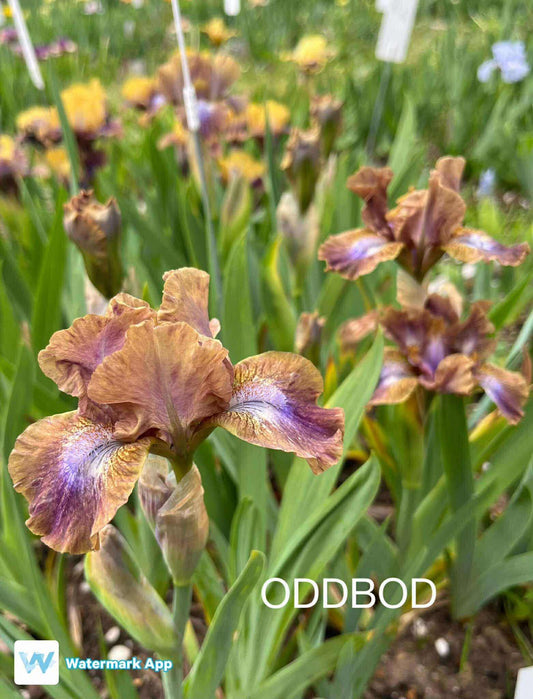 ODDBOD - Dwarf Bearded Iris