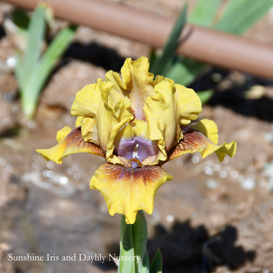 Jollience - Dwarf Bearded Iris