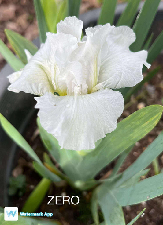 Zero - Dwarf Bearded Iris
