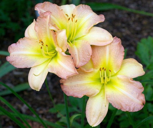 Amy Stewart - Large Daylily