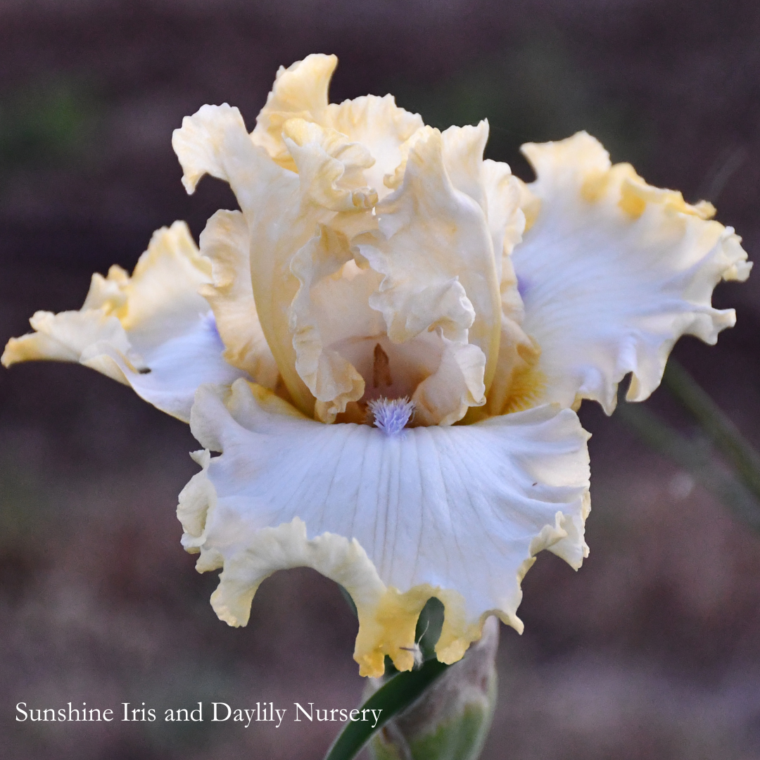 Absolute Truth - Tall Bearded Iris