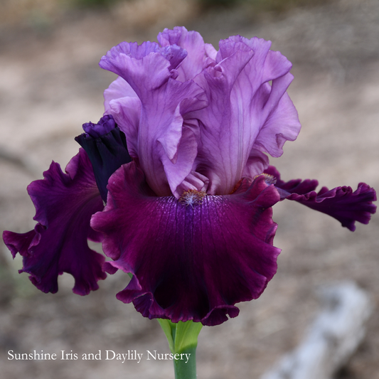 All Rhythm - Tall Bearded Iris