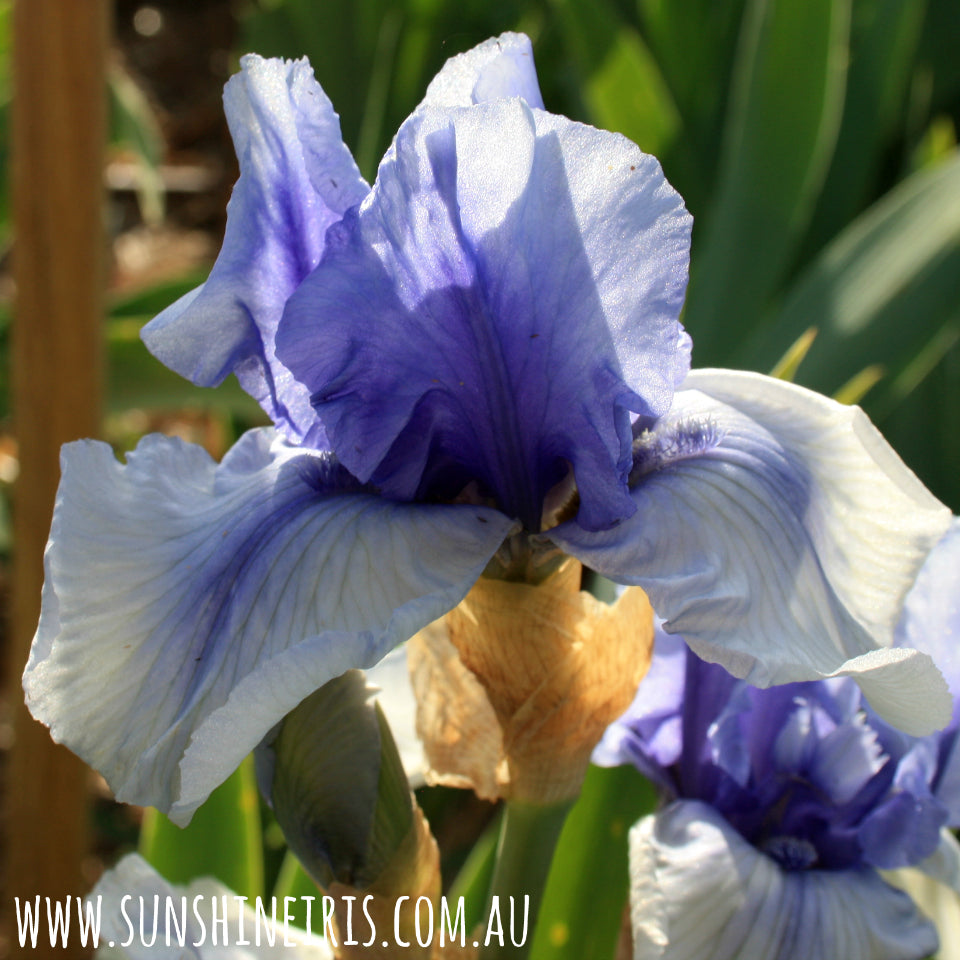 Am I Blue - Border Bearded Iris