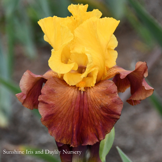 Arabian Story - Tall Bearded Iris