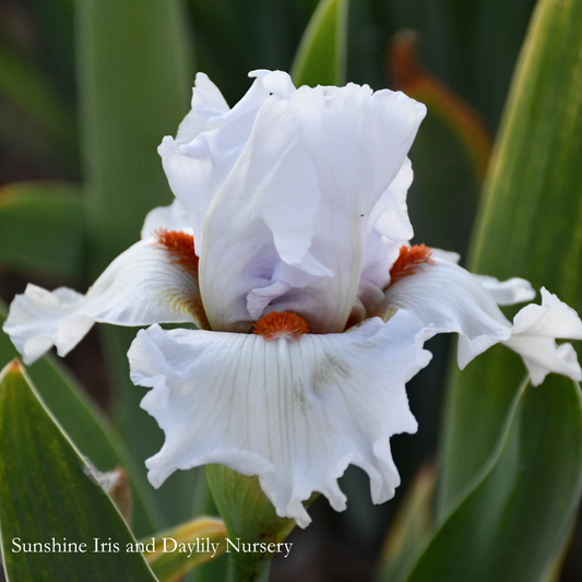 Arctic Fox - Tall Bearded Iris
