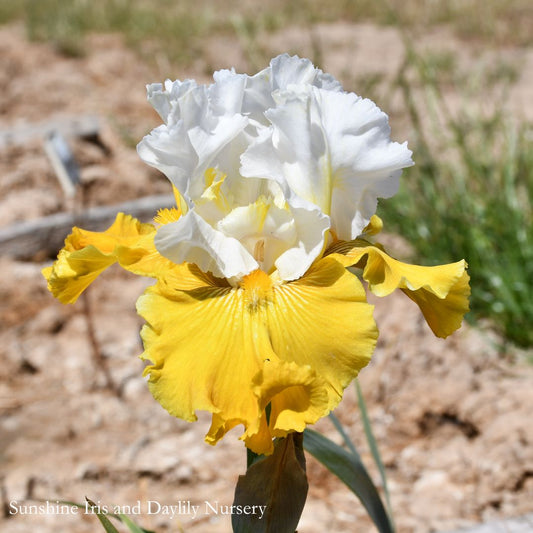 Aura Light - Tall Bearded Iris