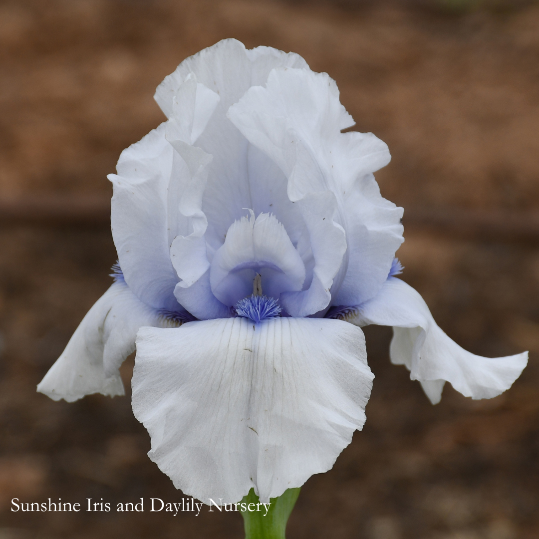 Autograph - Tall Bearded Iris