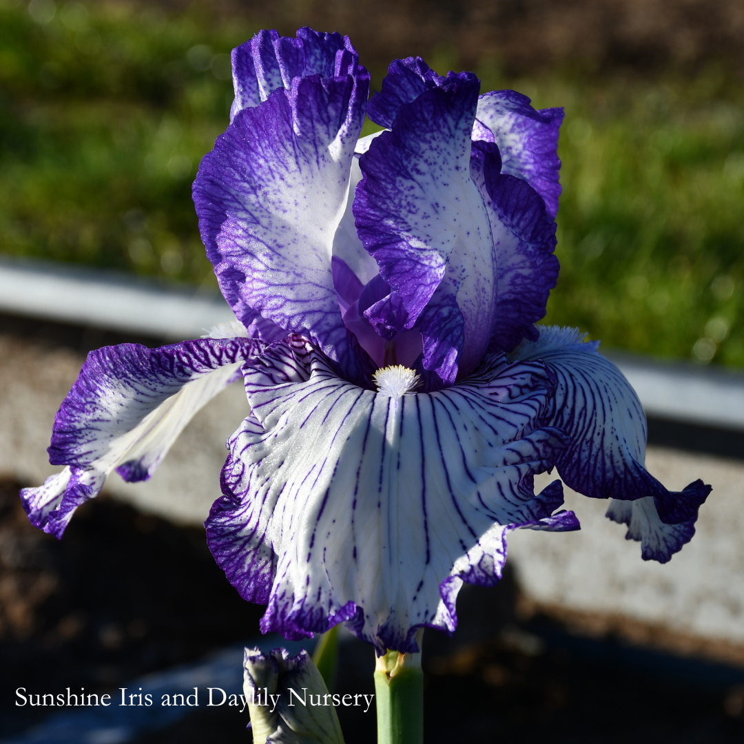 Autumn Circus - Tall Bearded Iris