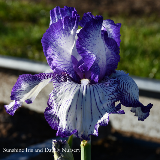 Autumn Circus - Tall Bearded Iris