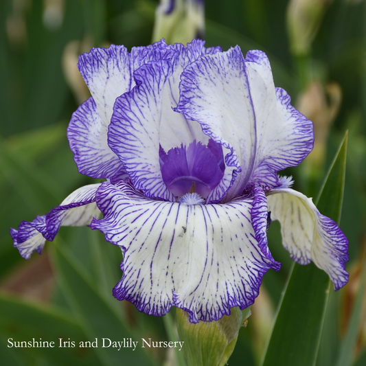 Autumn Circus - Tall Bearded Iris