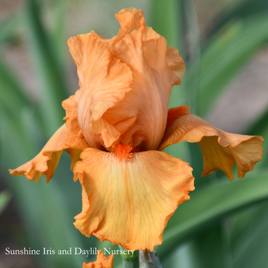 Avalon Sunset - Tall Bearded Iris
