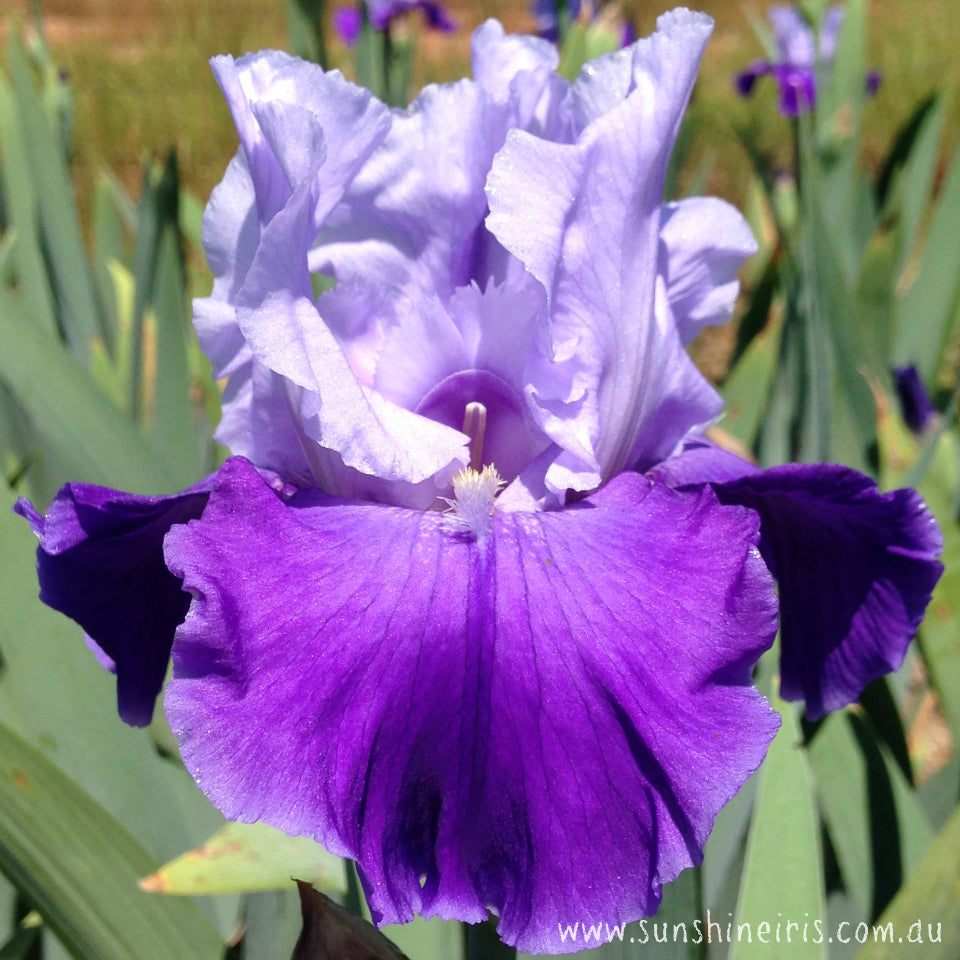 Azure Angel - Tall Bearded Iris