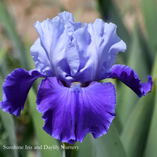 Azure Angel - Tall Bearded Iris