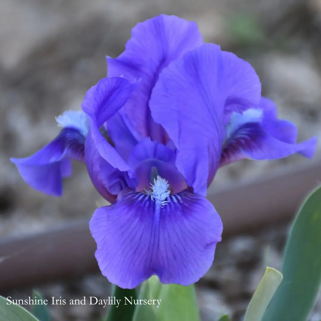 Baby Baron - Dwarf Bearded Iris Sunshine Iris Nursery