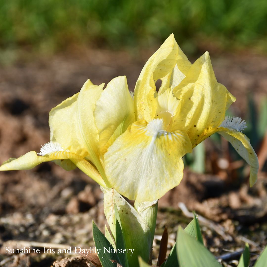 Baby Blessed - Dwarf Bearded Iris Sunshine Iris Nursery