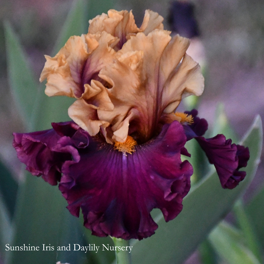 Bad Obsession - Tall Bearded Iris