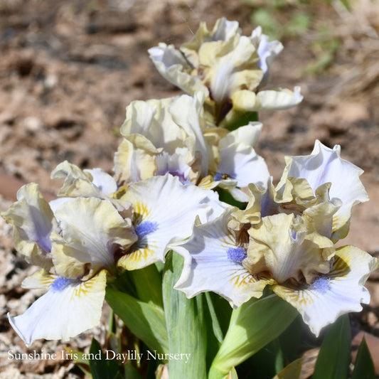Baffle - Dwarf Bearded Iris Sunshine Iris Nursery