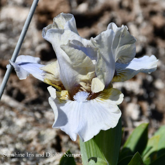 Decree - Dwarf Bearded Iris Sunshine Iris Nursery