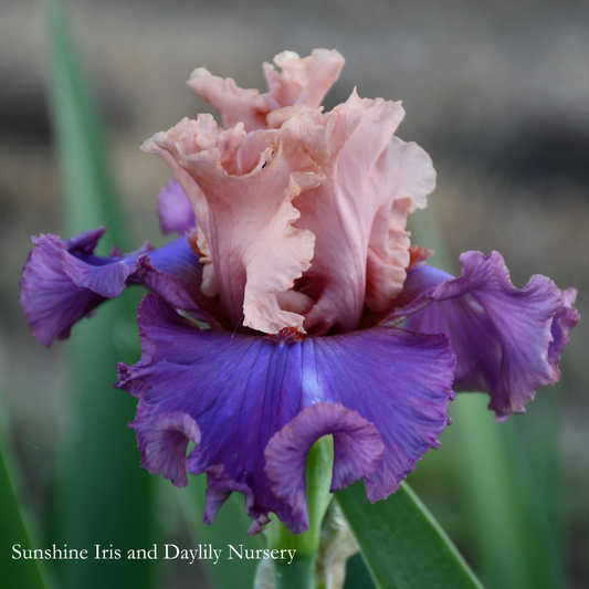 Ballerina Queen - Tall Bearded Iris