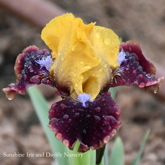 Barb N Berry Pie - Dwarf Bearded Iris