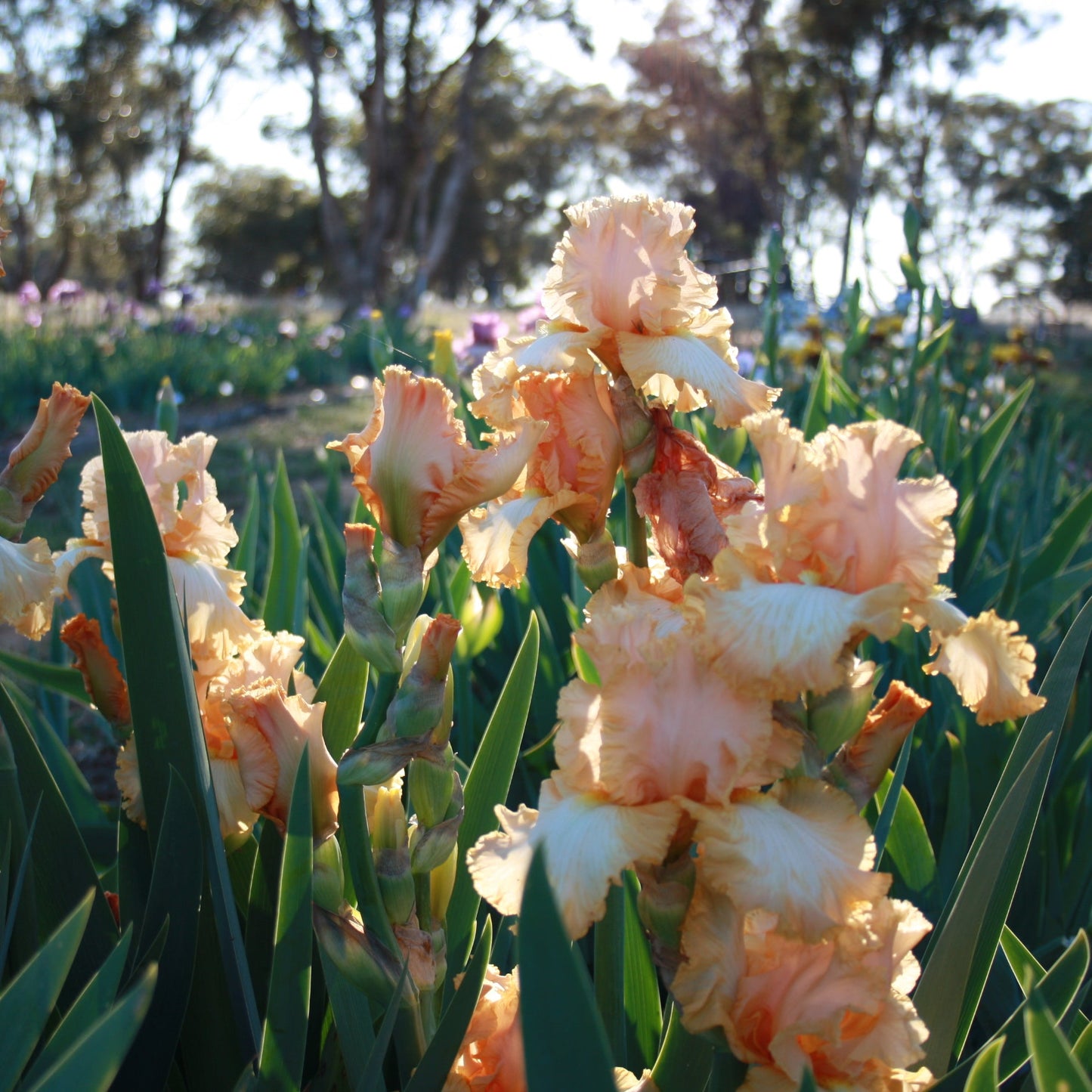 Barbara My Love - Tall Bearded Iris