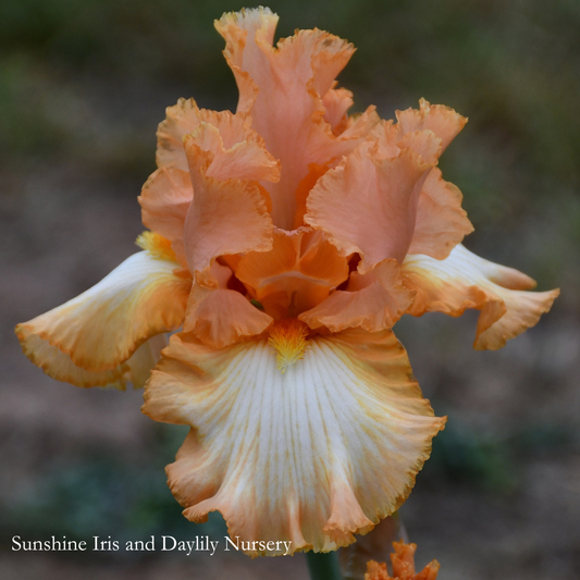 Barbara My Love - Tall Bearded Iris