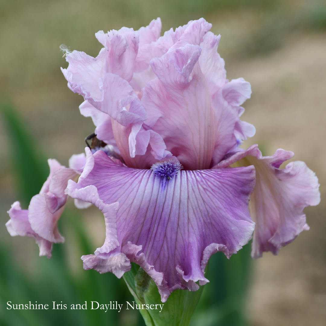 Bashful Look - Tall Bearded Iris