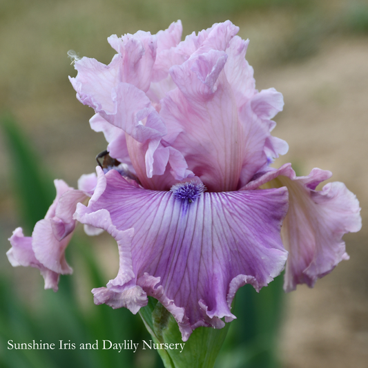 Bashful Look - Tall Bearded Iris