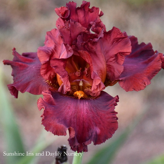Battle Royal - Tall Bearded Iris