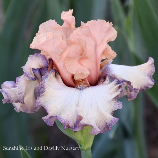 Beautician - Tall Bearded Iris
