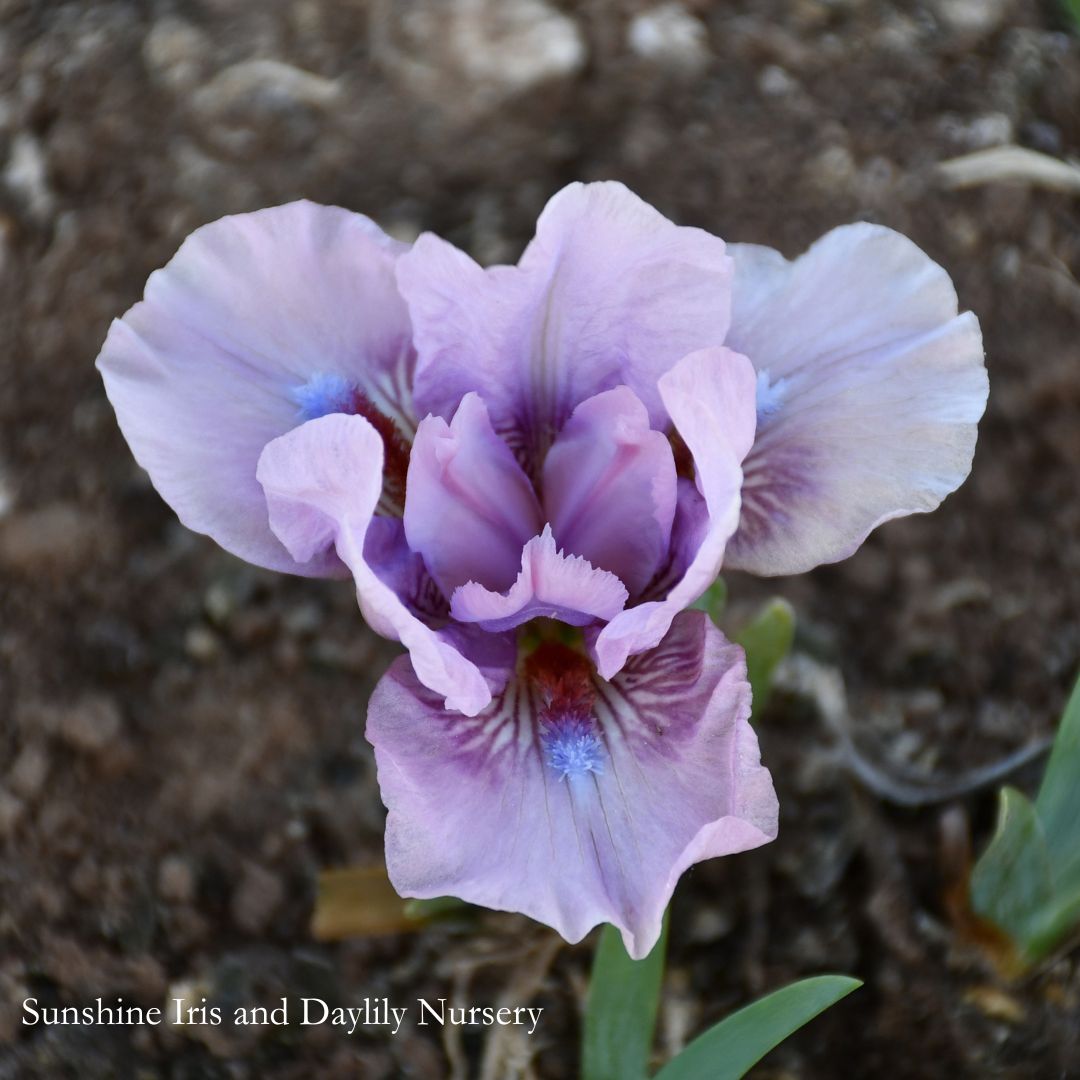 Befitting - Dwarf Bearded Iris Sunshine Iris Nursery