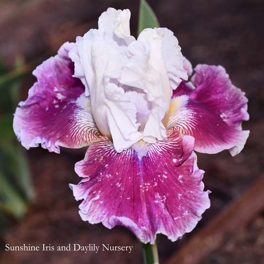 Beginning Of A Fairytale - Tall Bearded Iris