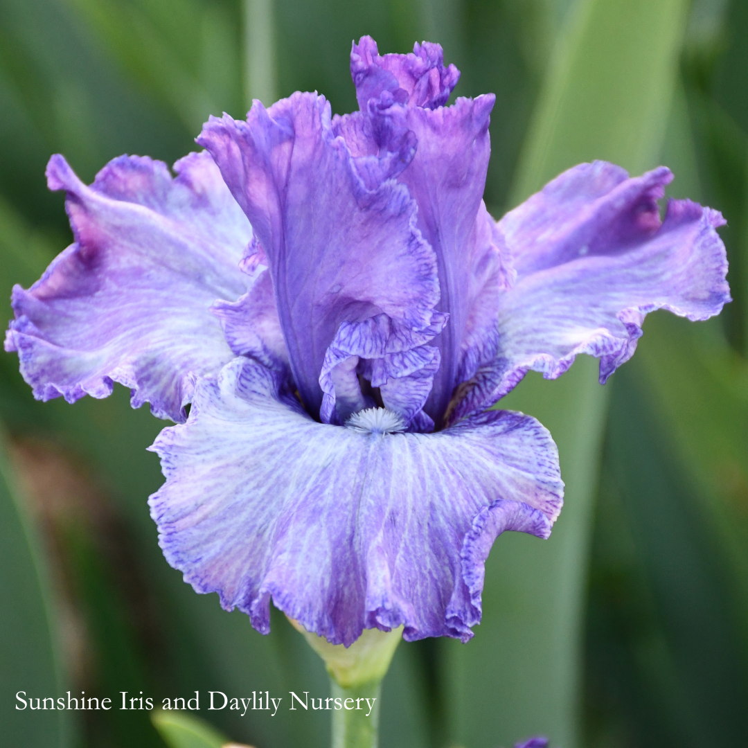 Better Loosen Up - Tall Bearded Iris
