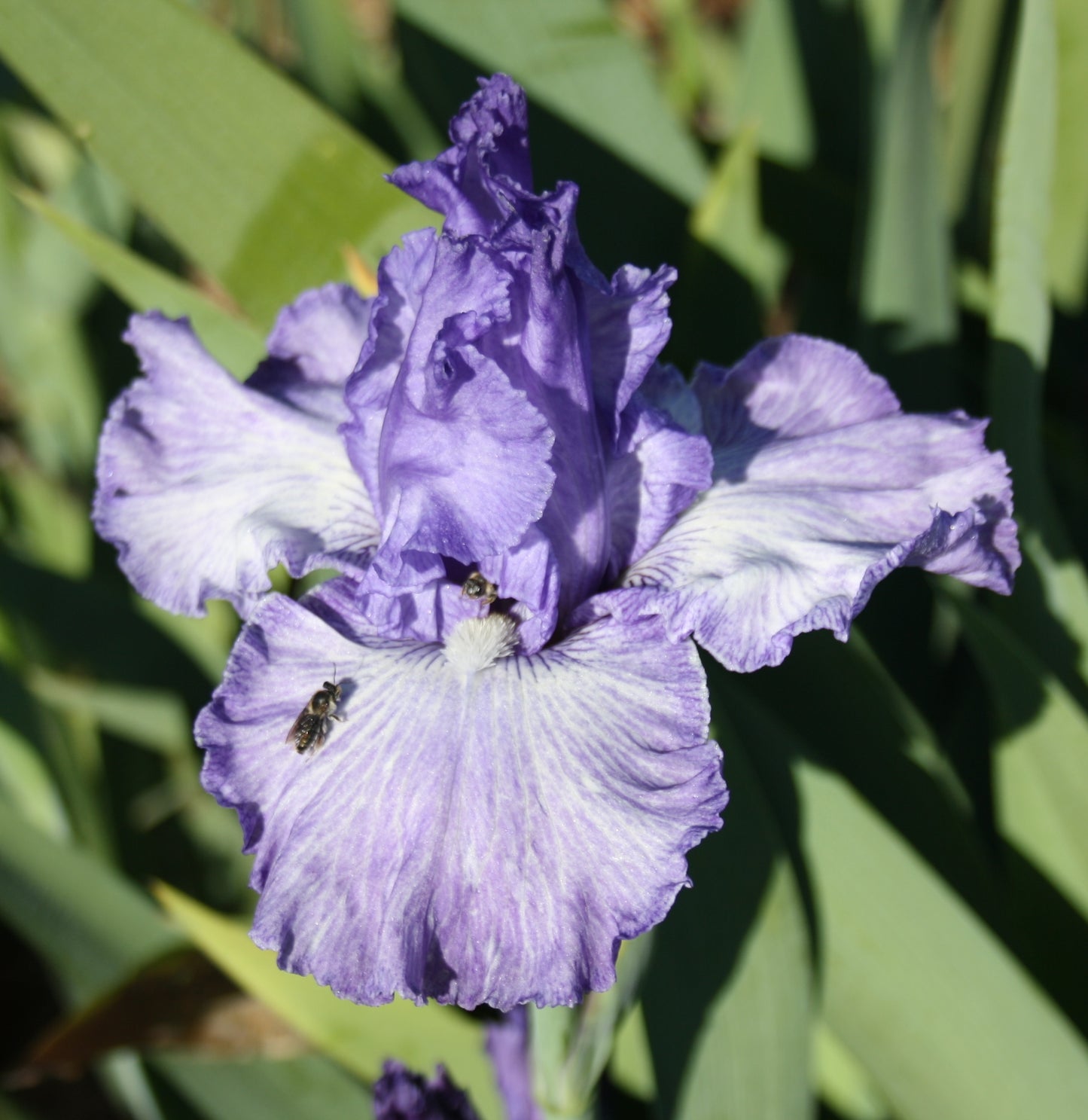 Better Loosen Up - Tall Bearded Iris