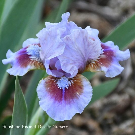 Beyond the Sky - Dwarf Bearded Iris