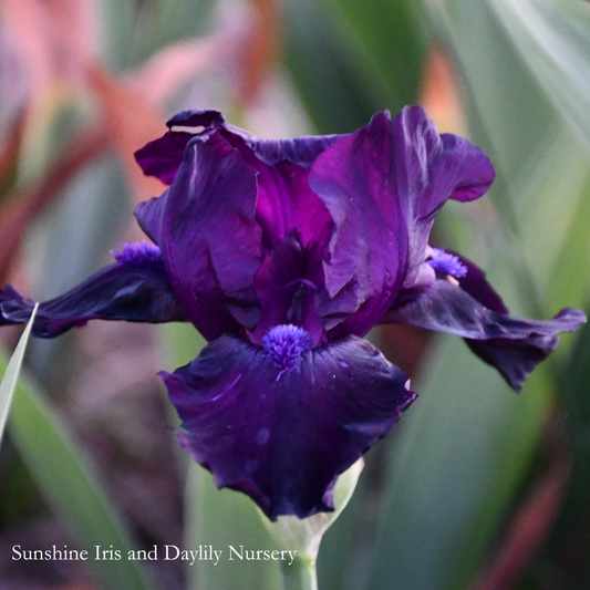 Black Dragon - Tall Bearded Iris